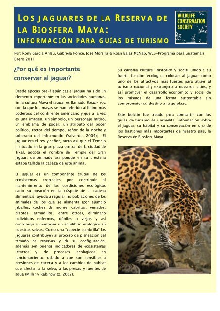 Los Jaguares de la Reserva de la Biosfera Maya - caftadr ...