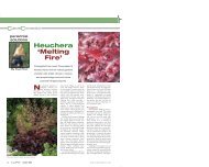 Heuchera 'Melting Fire' - Greenhouse Product News