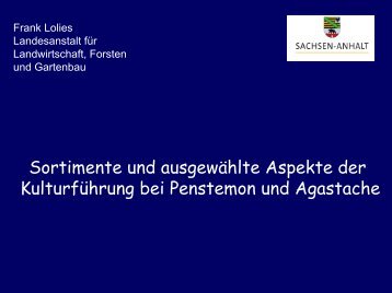 Sortiment Penstemon barbatus - Sachsen-Anhalt
