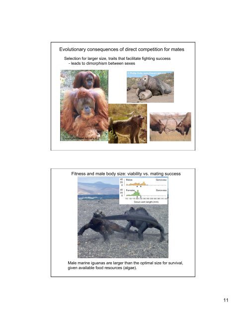 increased homozygosity