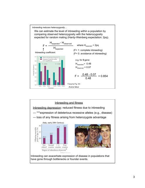 increased homozygosity