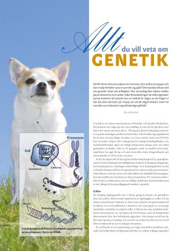 Allt du vill veta om genetik - Svenska Kennelklubben