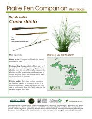 Upright sedge Carex stricta - Native Plants - Michigan State University