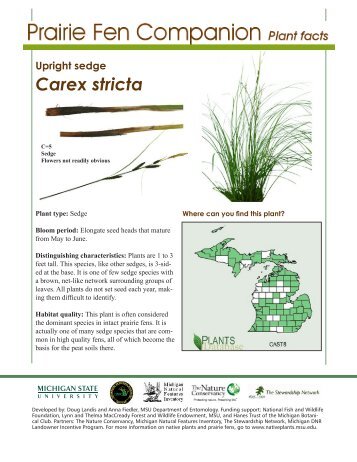Upright sedge Carex stricta - Native Plants - Michigan State University