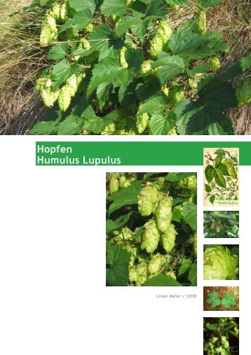 Hopfen Humulus Lupulus