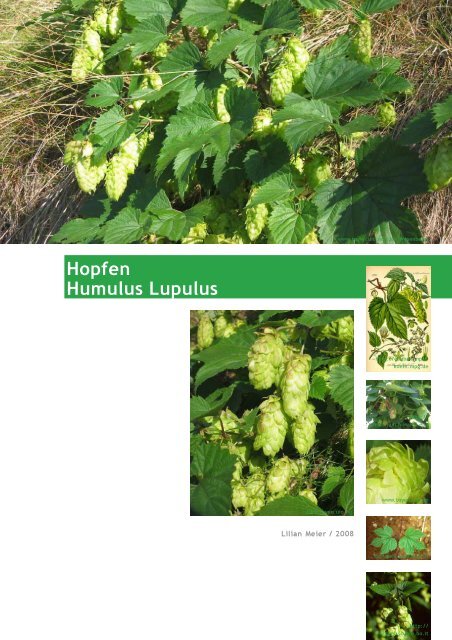 Hopfen Humulus Lupulus