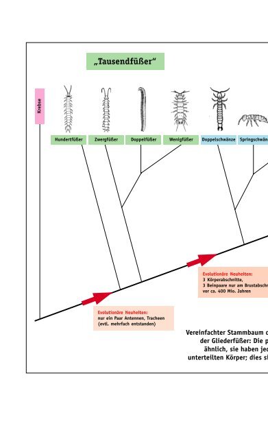 Die faszinierende Evolution der Insekten - Staatliches Museum fuer ...