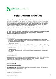 Pelargonium sidoides - Bollwerkapotheke