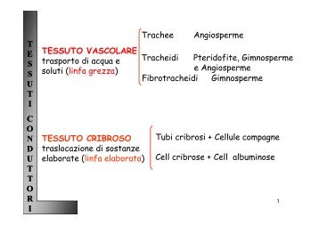 tessuto cribroso - Sdasr.unict.it