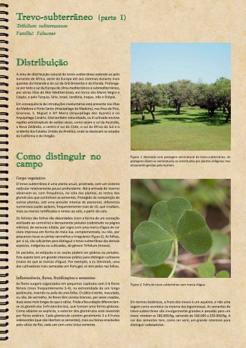 Trevo-subterrÃƒÂ¢neo (Trifolium subterraneum) - DRAP Centro