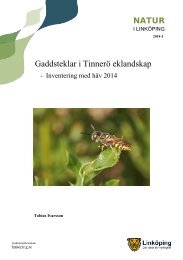 Tinnerö_gaddsteklar_2014