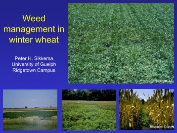 Weed management in winter wheat - Ridgetown Campus ...