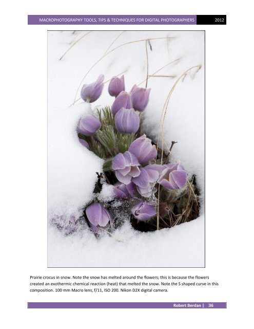 Download PDF - The Canadian Nature  Photographer