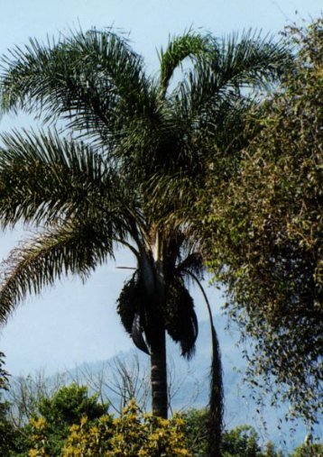 Download - The European Palm Society