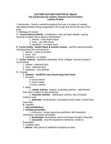 chapter 15 study guide Bsc 1409 human structure and function chapter 15 – student study guide 2 14) stratified squamous epithelium is tissue that can take a lot of physical wear and tear, but. chapter 15 study guide Bsc 1409 human structure and function chapter 15 – student study guide 2 14) stratified squamous epithelium is tissue that can take a lot of physical wear and tear, but.