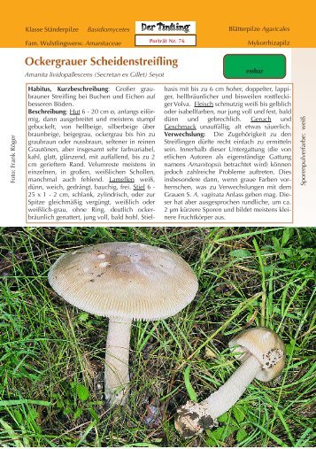 Ockergrauer Scheidenstreifling Amanita lividopallescens - Tintling