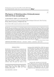 Phylogeny of Holothuroidea (Echinodermata) inferred from ...