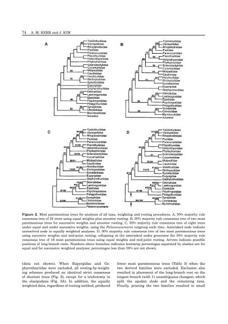 Phylogeny of Holothuroidea (Echinodermata) inferred from ...