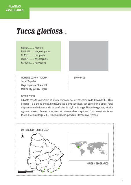 Yucca gloriosa L.