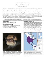 Big Brown Bat Eptesicus fuscus (Beauvois, 1796) - College of Forest ...