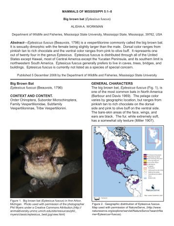 Big Brown Bat Eptesicus fuscus (Beauvois, 1796) - College of Forest ...