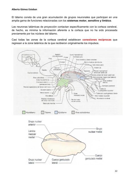 Neurociencia. Diencefalo.pdf - VeoApuntes.com