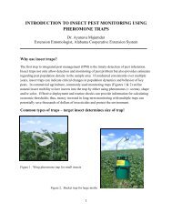 introduction to insect pest monitoring using pheromone traps