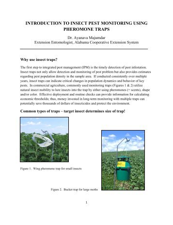 introduction to insect pest monitoring using pheromone traps