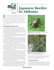 Japanese Beetles in Alabama - Your Southern Garden
