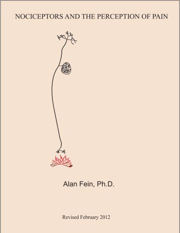 NOCICEPTORS AND THE PERCEPTION OF PAIN Alan Fein, Ph.D.