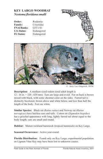 KEY LARGO WOODRAT Neotoma floridana smalli - Florida Natural ...