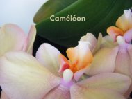 Download Caméléon brochure - Carpet Sign-Carpet Sign