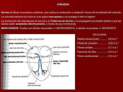 9- Sistema Circulatorio