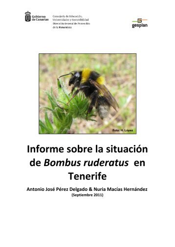 Informe sobre la situaciÃ³n de Bombus ruderatus ... - Interreg Bionatura