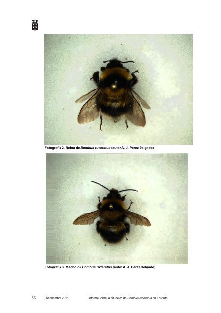 Informe sobre la situaciÃ³n de Bombus ruderatus ... - Interreg Bionatura