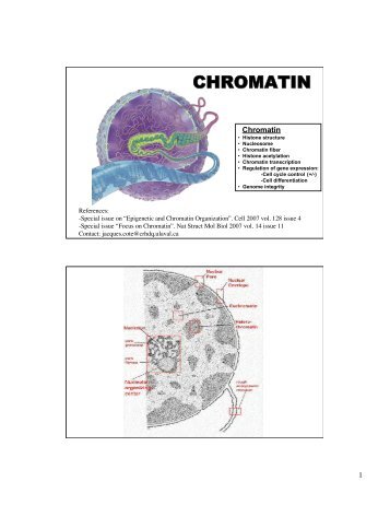 CHROMATIN - IRCM