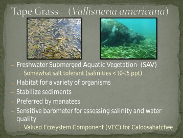 Presentation of 2012 findings of Tape Grass (Vallisneria americana)