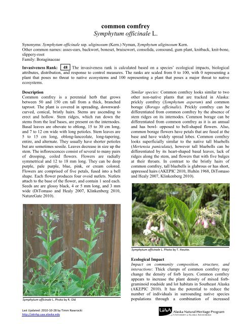 common comfrey Symphytum officinale L. - Alaska Natural Heritage ...