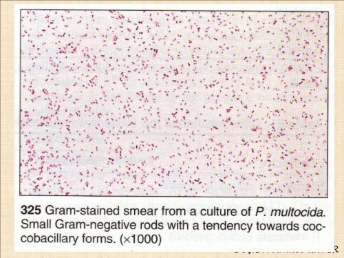 16,17, Bartonella, Pasteurella inf. - Kafkas Ãniversitesi