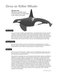 Orca or Killer Whale - Cordell Bank National Marine Sanctuary