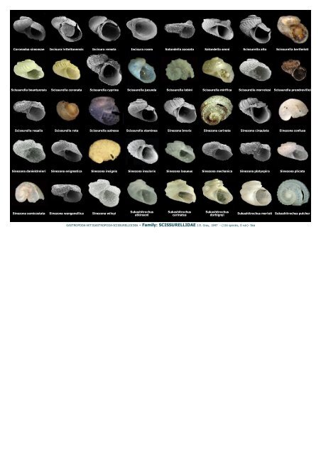 WMSDB - Worldwide Mollusc Species Data Base - Family plates