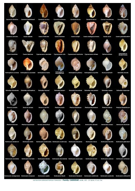 WMSDB - Worldwide Mollusc Species Data Base - Family plates