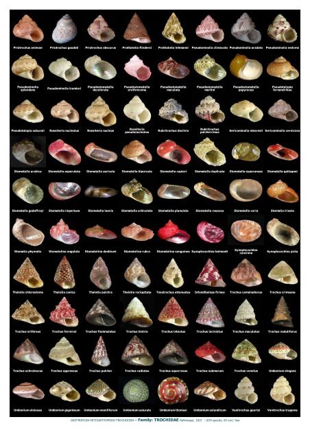 WMSDB - Worldwide Mollusc Species Data Base - Family plates