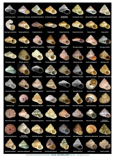 WMSDB - Worldwide Mollusc Species Data Base - Family plates