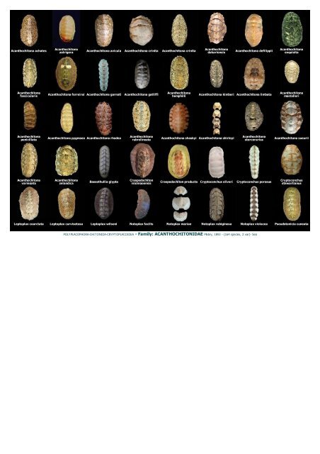 WMSDB - Worldwide Mollusc Species Data Base - Family plates