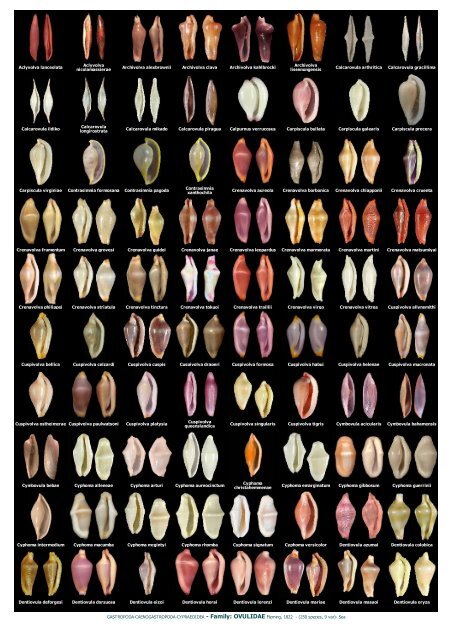 WMSDB - Worldwide Mollusc Species Data Base - Family plates