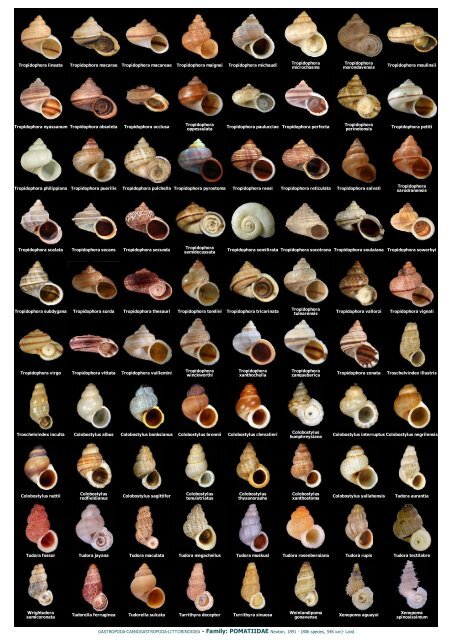 WMSDB - Worldwide Mollusc Species Data Base - Family plates