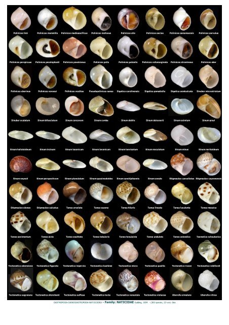WMSDB - Worldwide Mollusc Species Data Base - Family plates