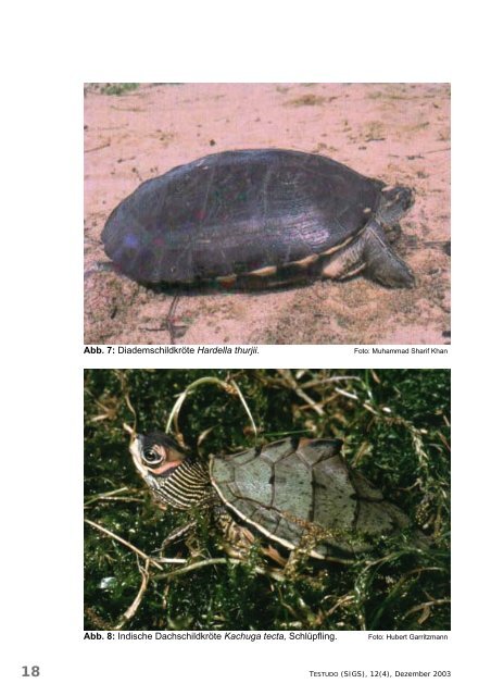 9 Checkliste und Bestimmungsschlüssel der Schildkröten und ...