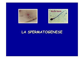 spermatogenese - Poly-Prepas